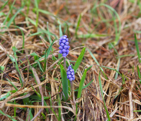 Scilla bifolia, commonly called Scilla or Alpine Squill in blossom with blue little flowers with...