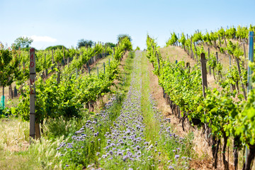 Fototapeta na wymiar vineyards near Velke Bilovice, Czech Republic