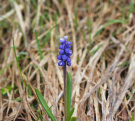 Scilla bifolia, commonly called Scilla or Alpine Squill in blossom with blue little flowers with...