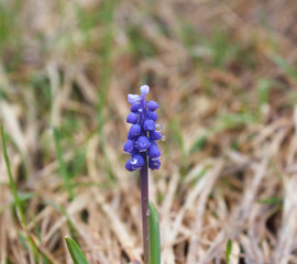 Scilla bifolia, commonly called Scilla or Alpine Squill in blossom with blue little flowers with...
