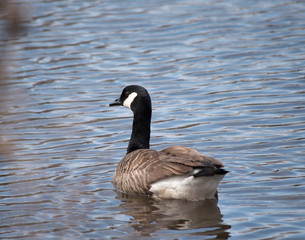 Canada Goose in a Pond