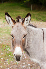 Naklejka na ściany i meble donkey, Alpes de Haute Provence Departement, France