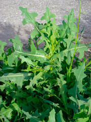 Lactuca serriola
