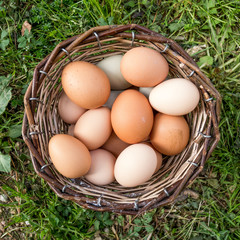 Basket full of eggs on the grass. Top view. Squared format.