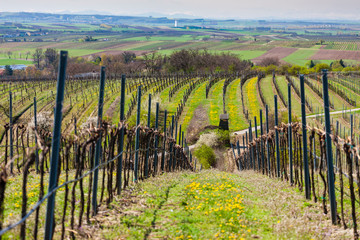 spring vineyard near Retz, Austria