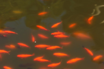Orange ornamental fish in the pond. Botanical garden in Batumi. Rest in Georgia. Walk in the Park.