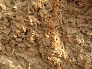 dry soil and anthill 
