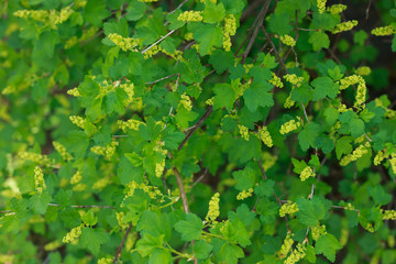 Fototapeta na wymiar Blooming currant in spring.
