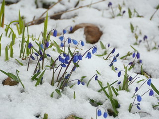 Scilla flowers in white snow