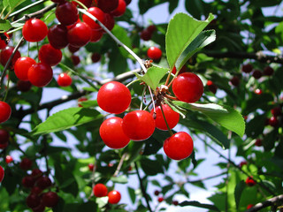 sour cherry