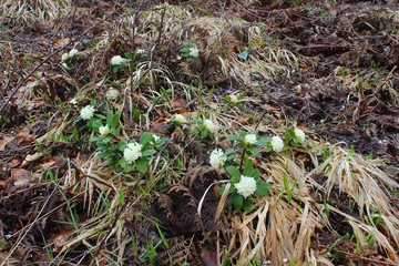 Beautiful Daphne blagayana from the forest