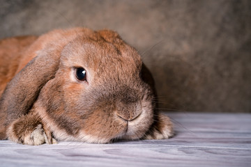 Dwarf rabbit breed sheep lies on the parquet. Textured background. The ginger rabbit is looking at...