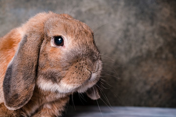 Dwarf rabbit breed sheep lies on the parquet. Textured background. The ginger rabbit is looking at the camera.