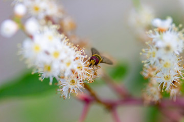 Schwebfliege von vorne