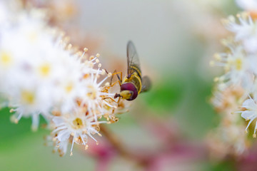 Schwebfliege von schräg vorne