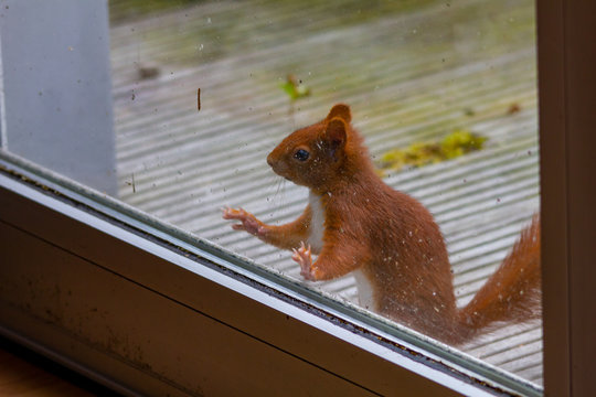 Neurgieriges Eichhörnchen schaut durchs Fenster