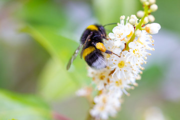Dunkle Erdhummel mit Pollen auf Blüte