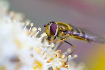 Schwebfliege auf Blüte von schräg vorne