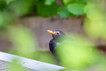 Junges Amsel-Männchen hinter Blättern