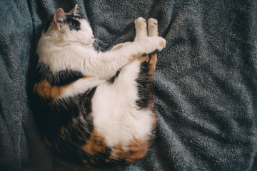 Cute kitty sleeping / relaxing on the gray blanket, looking happily