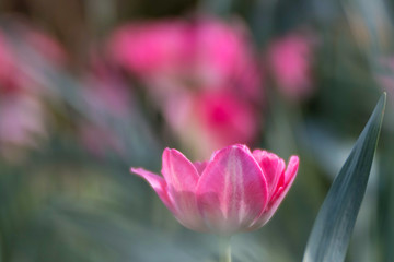 dreamy photography of a pink tulip