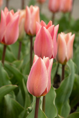 aprico emperor, tulipa forsteriana, salmon-colored tulips