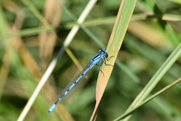 Libelle blau Heisterberg
