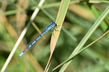 Libelle blau