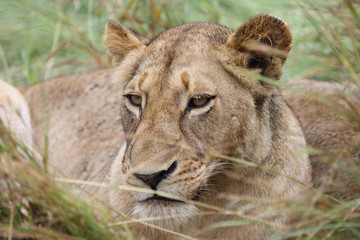 Fototapeta na wymiar Afrikanischer Löwe / African Lion / Panthera Leo.