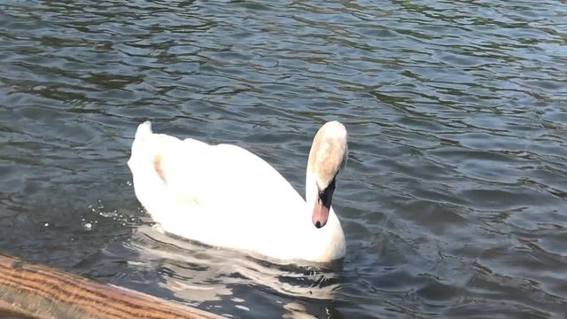 Schwan