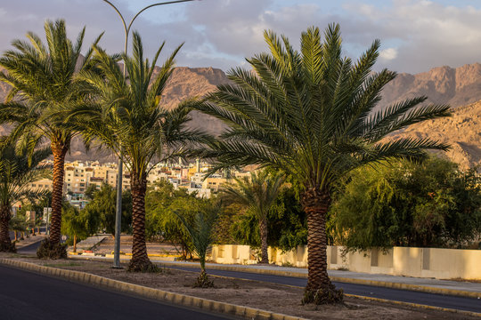 Aqaba Jordan south tropic empty city street with palm trees along road