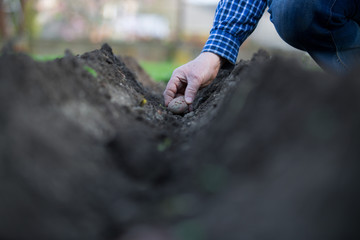 Senior man planting potaotes to the prepared rows of soil, gardening concept