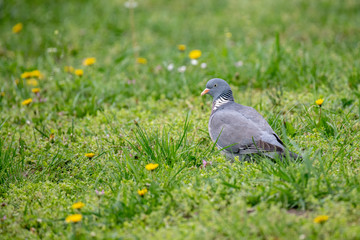Common Wood Pigeon (Columba palumbus) Wildlife animal