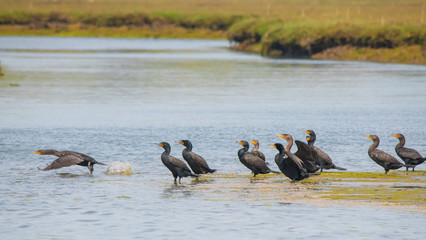 Flock of Double Crested Cormorants