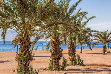 Fototapeta na wymiar picturesque colorful sand beach with palms along Red sea waterfront coast line summer vacation concept