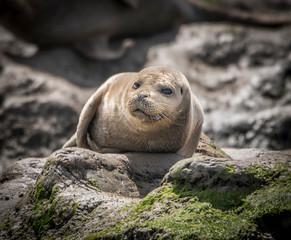 Naklejka premium Harbor Seal Pup