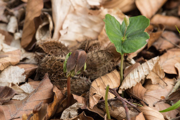 junge Buchen aus Samen vom Vorjahr