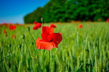 Red poppies on a green field