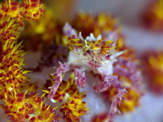 Crabe des Alcyonnaires