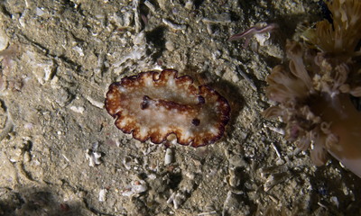 Nudibranche