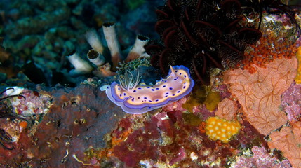 Nudibranche