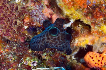 Nudibranche