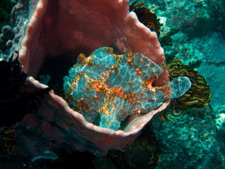 Poisson Antennaire ou crapaud