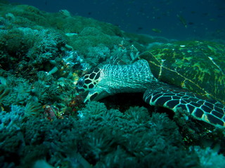 Tortue