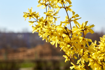 Forsythia flowers on a sunny day. Blooming forsythia in the garden.