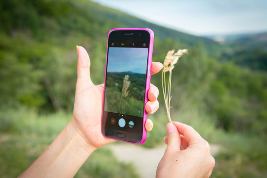 woman hand using phone to take a picture of grass stalk