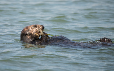 Fototapeta premium Sea Otter Eating