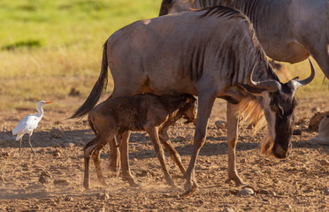 Blue wildebeest gnu (Connochaetes taurinus) newborn baby calf feeds suckles mother for first time. Amboseli National Park, Kenya, Africa.