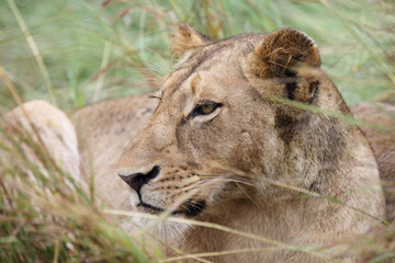 Obraz na płótnie Canvas Afrikanischer Löwe / African Lion / Panthera Leo.