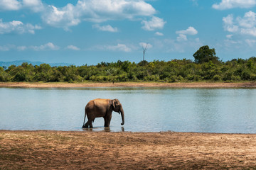 Fototapeta na wymiar Elephant walking by the lake